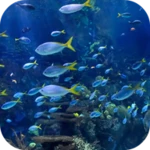 aquarium 4k video wallpaper android application logo